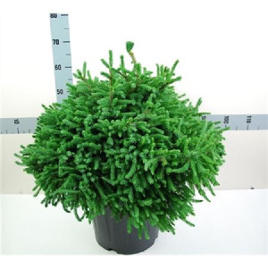  Ель канадская Эхиниформис    